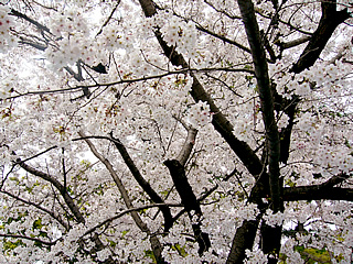 ファイル 12-1.jpg