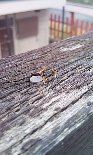 ファイル 181-1.jpg