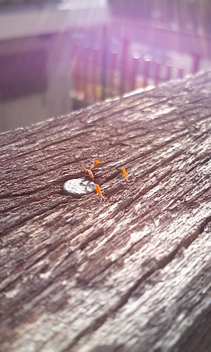 ファイル 181-2.jpg