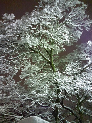 ファイル 40-1.jpg